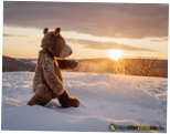 bear-snow_walking-in-snow.png